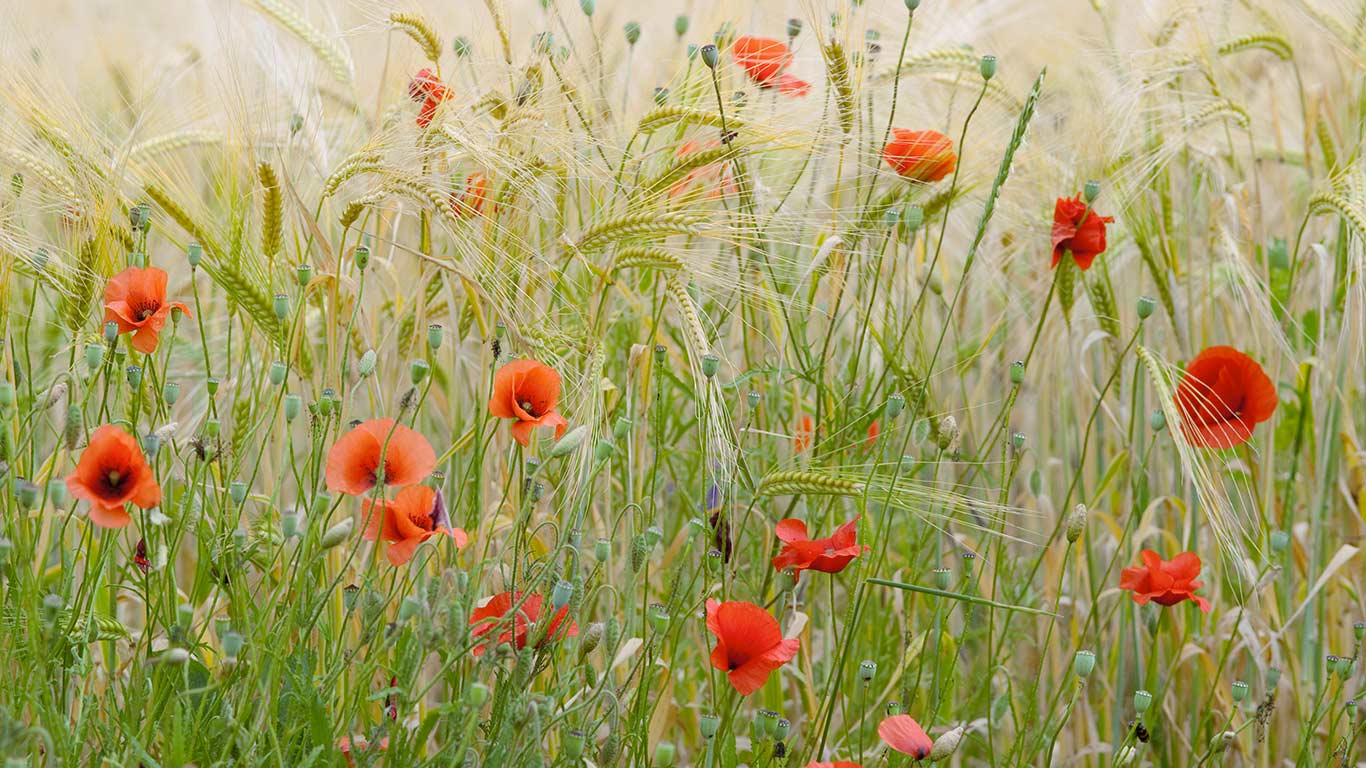 Coquelicots dans un champs de blé, France (© Claudia Rehm/Westend61 GmbH/Alamy Stock Photo)(Bing France)