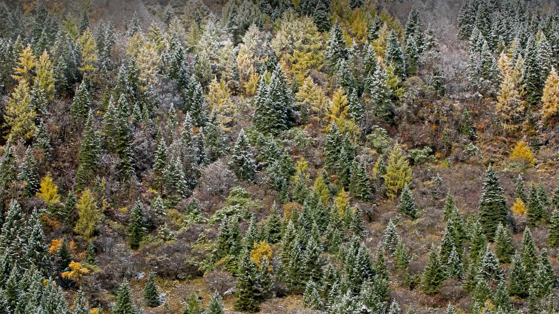 Morgenfrost auf Nadelbäumen im Mount-Siguniang-Nationalpark in der Provinz Sichuan, China (© Robert Harding World Imagery/Offset by Shutterstock)(Bing Deutschland)