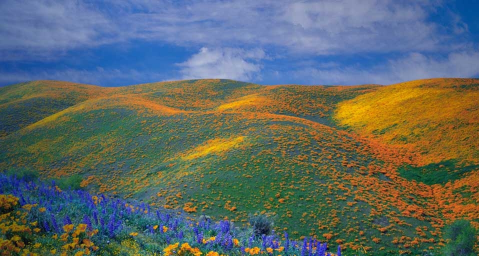 Spring wildflowers in Antelope Valley, California  -- Ron and Patty Thomas/Getty Images &copy; (Bing Canada)