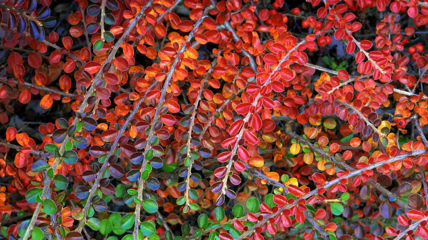 【今日重阳节】栒子属植物秋色的叶子 (© Steve Terrill/Danita Delimont)(Bing China)