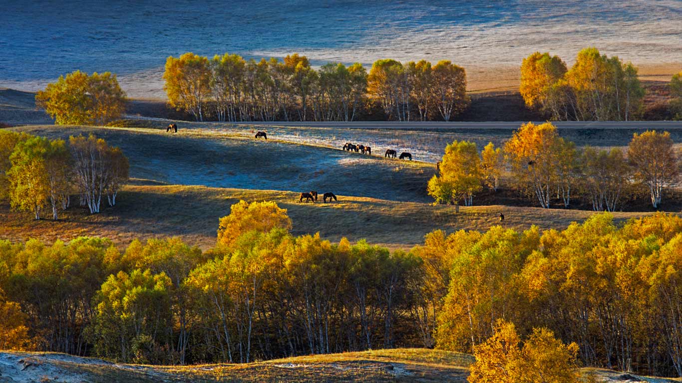 中国，坝上草原上的桦树 (© Aaron Ng Photography/Getty Images)(Bing China)
