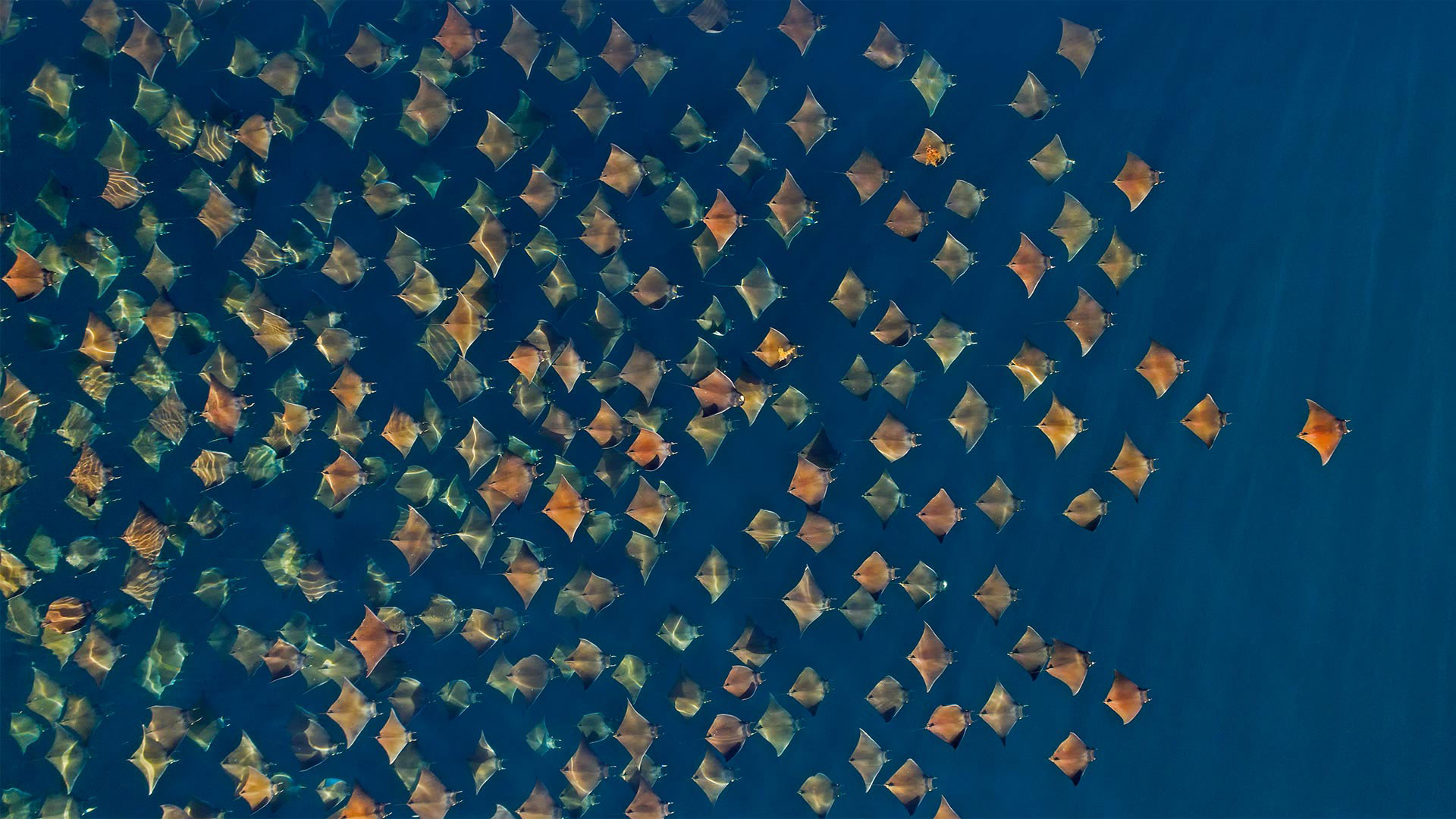 大群的芒基蝠鲼跃出水面，墨西哥加利福尼亚湾 (© Mark Carwardine/Minden Pictures)(Bing China)