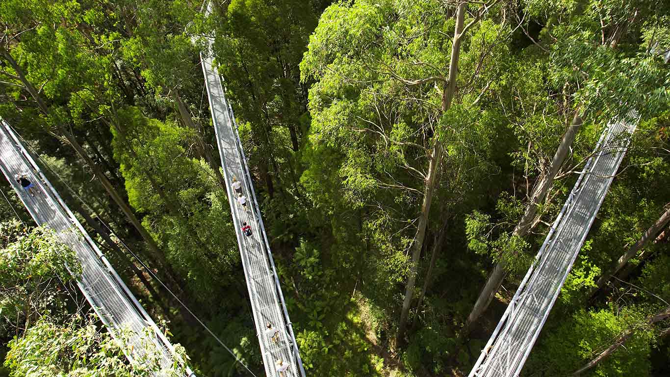 Otway Fly Treetop walkways, Australia (© David Wall/Alamy Stock Photo)(Bing Australia)
