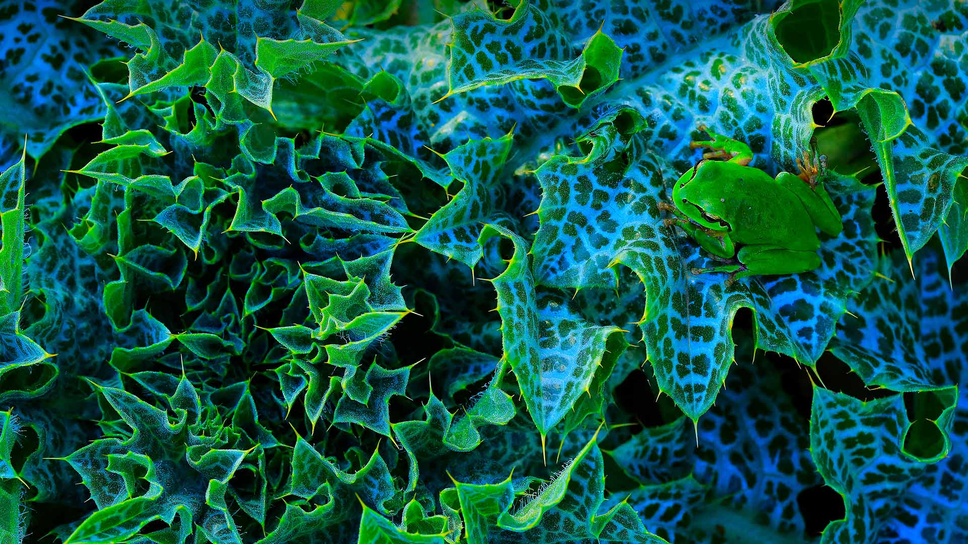 Tree frog in Cadiz, Spain (© Andres M. Dominguez/Minden Pictures)(Bing New Zealand)