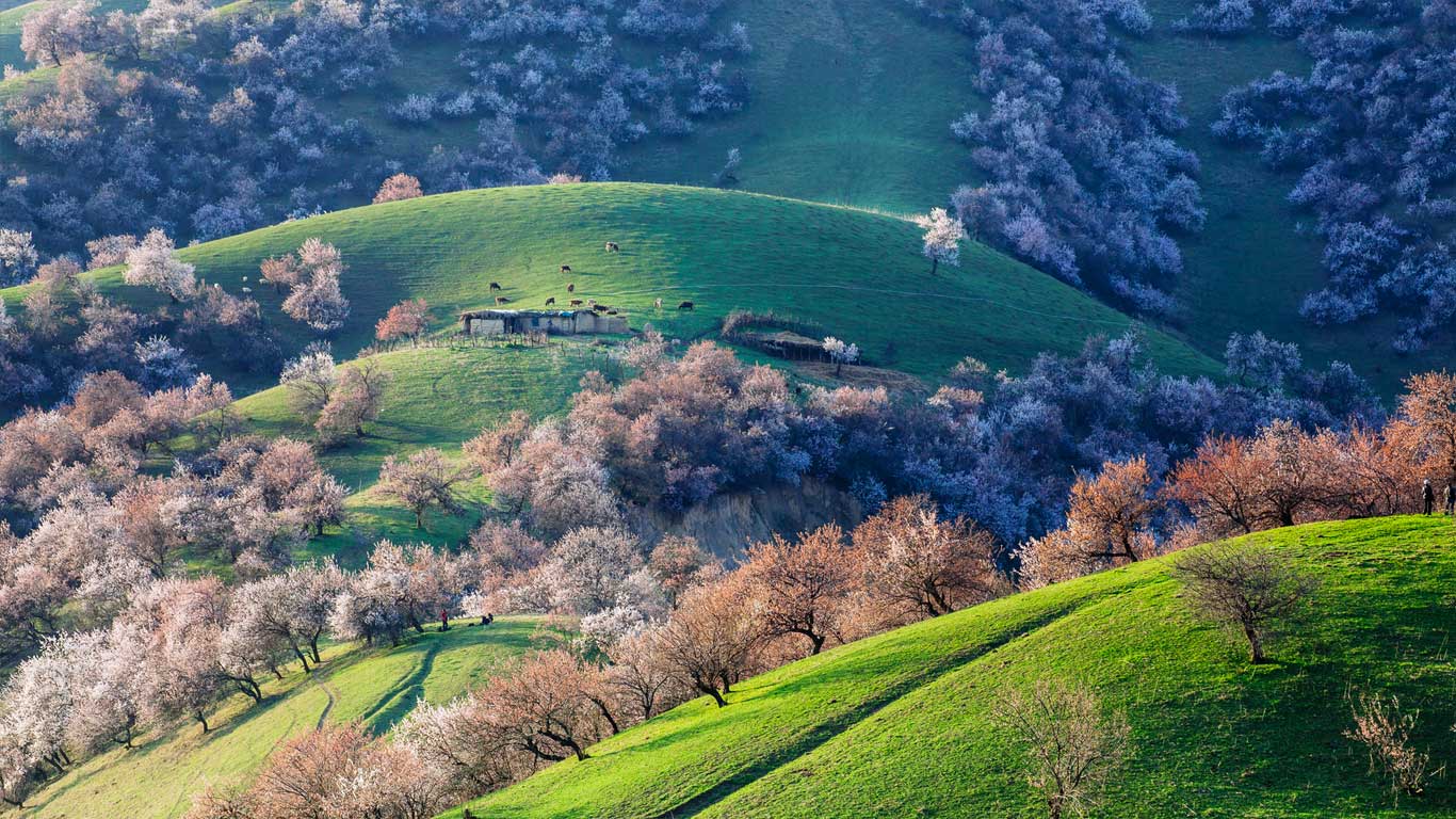 四月新疆新源县的春之梦境 (© Danny Hu/Moment/Getty Images)(Bing China)