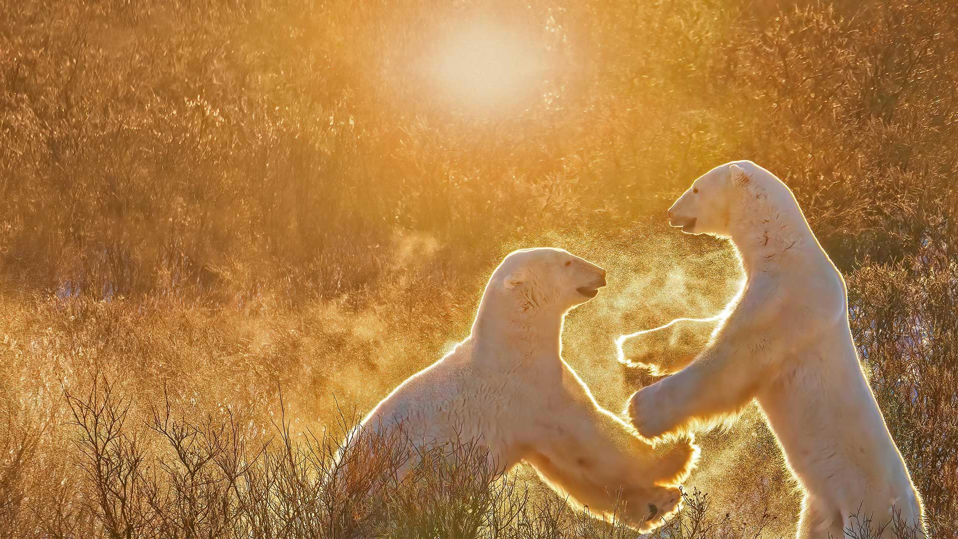 两只玩耍的北极熊，加拿大丘吉尔镇 (© Cheryl Ramalho/Getty Images)(Bing China)