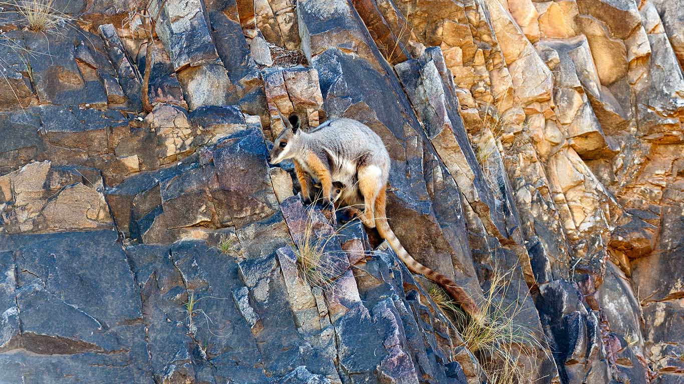 Yellow-footed rock-wallaby mother with joey (© Danita Delimont/Getty Images)(Bing Australia)