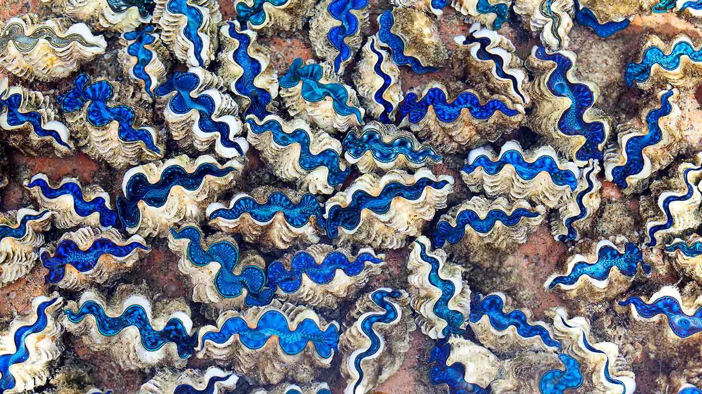 Saltwater clams in Cocos (Keeling) Islands, Australia, Indian Ocean (© Lynn Gail/Robert Harding/Aurora Photos)(Bing Australia)