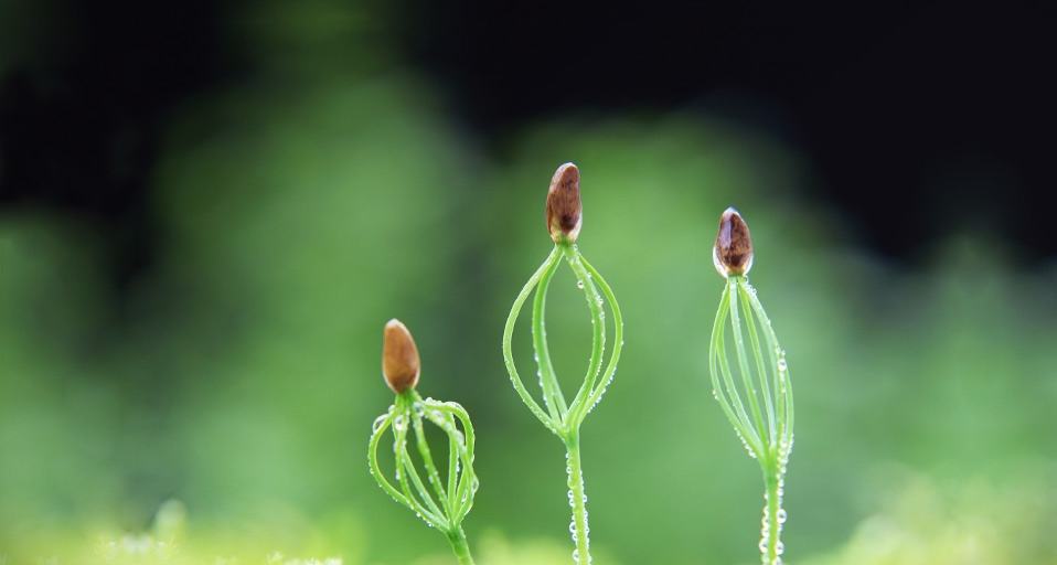 沾着露水的日本黑松苗 -- Amana Productions/Amanaimages/Photolibrary &copy; (Bing China)