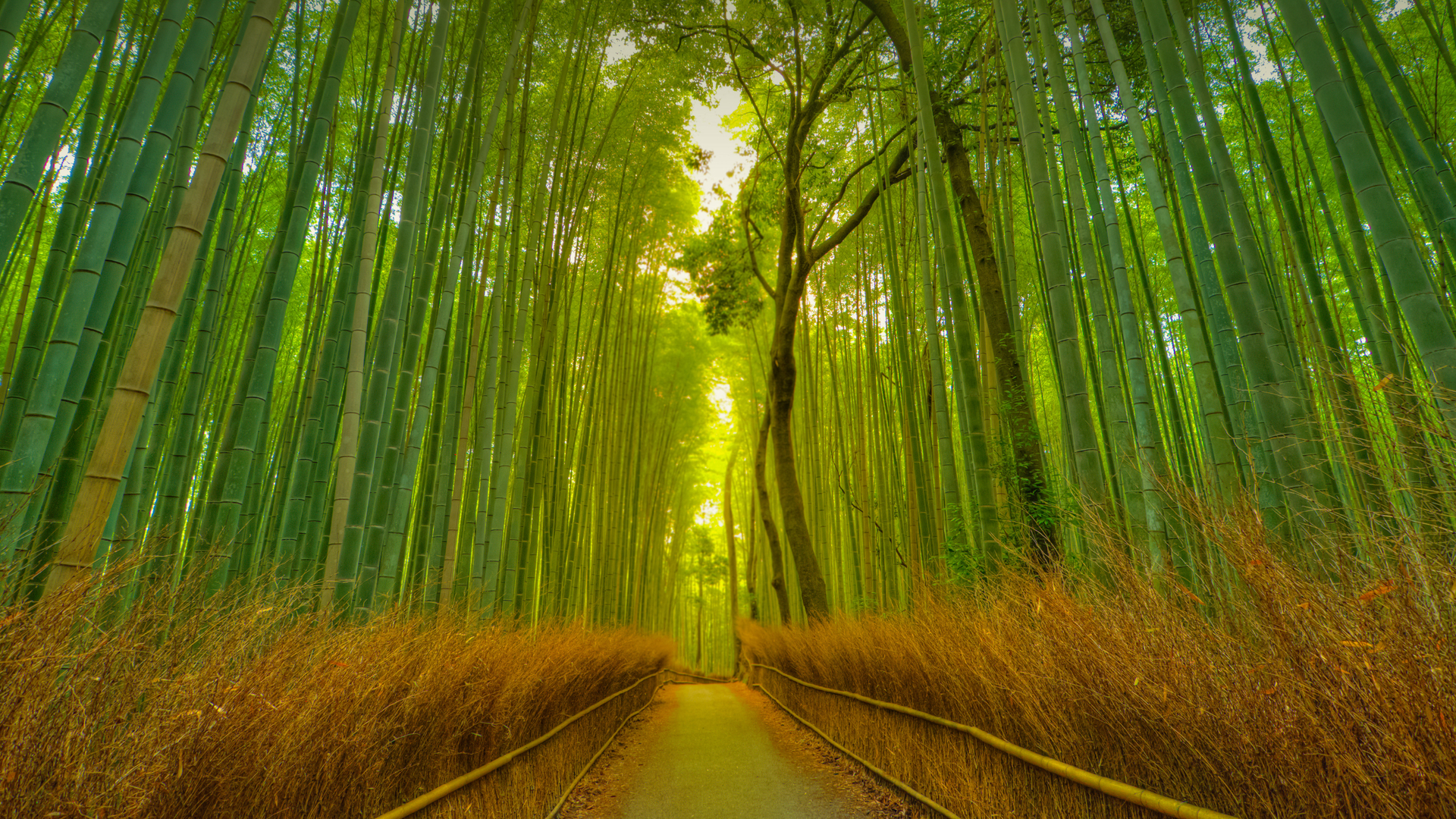 Footpath in the Arashiyama Bamboo Grove, Kyoto, Japan (© Razvan Ciuca/Getty Images)(Bing Canada)