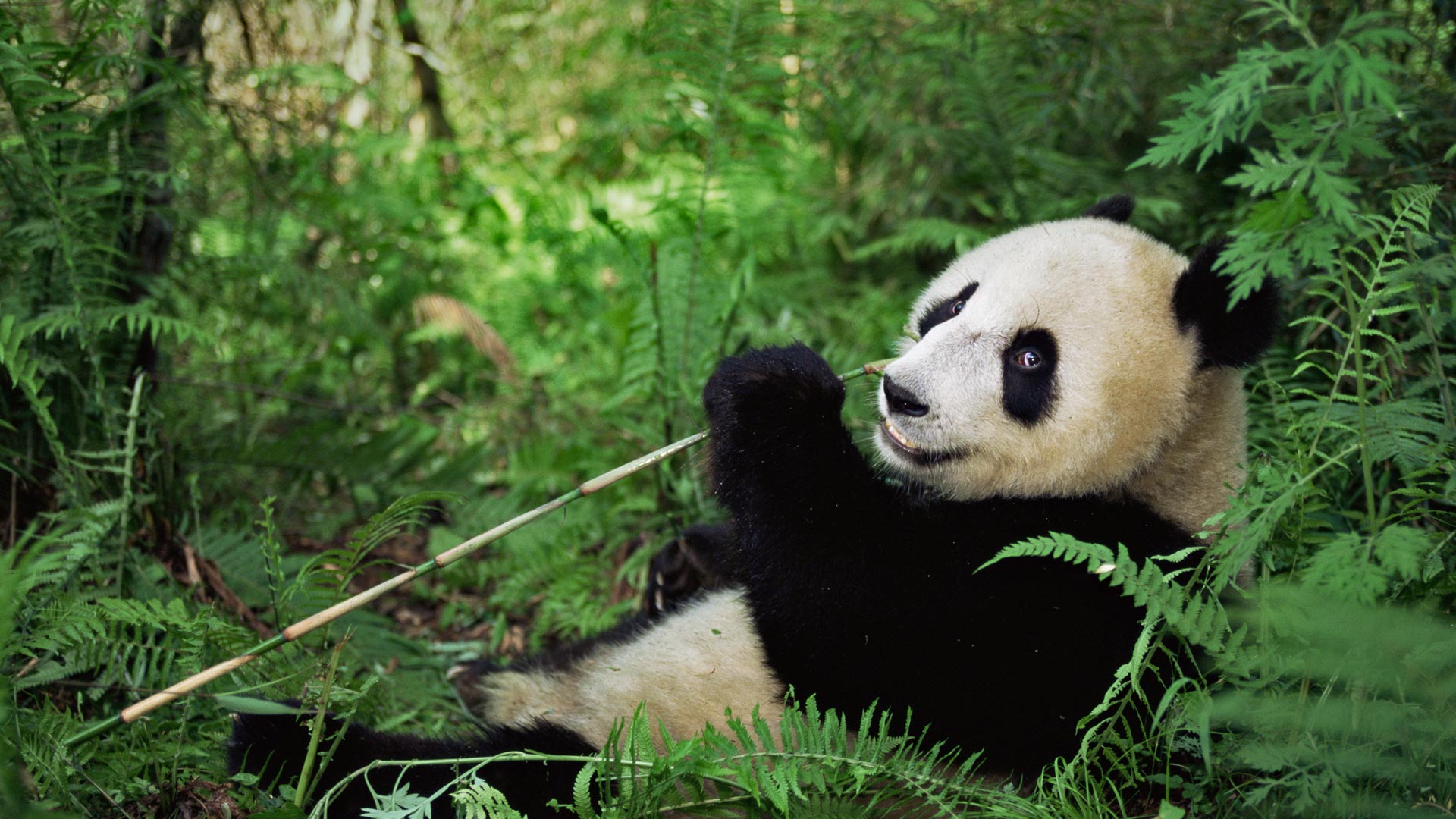 ｢ジャイアントパンダ｣中国, 四川省 (© Lynn M. Stone/Minden Pictures)(Bing Japan)
