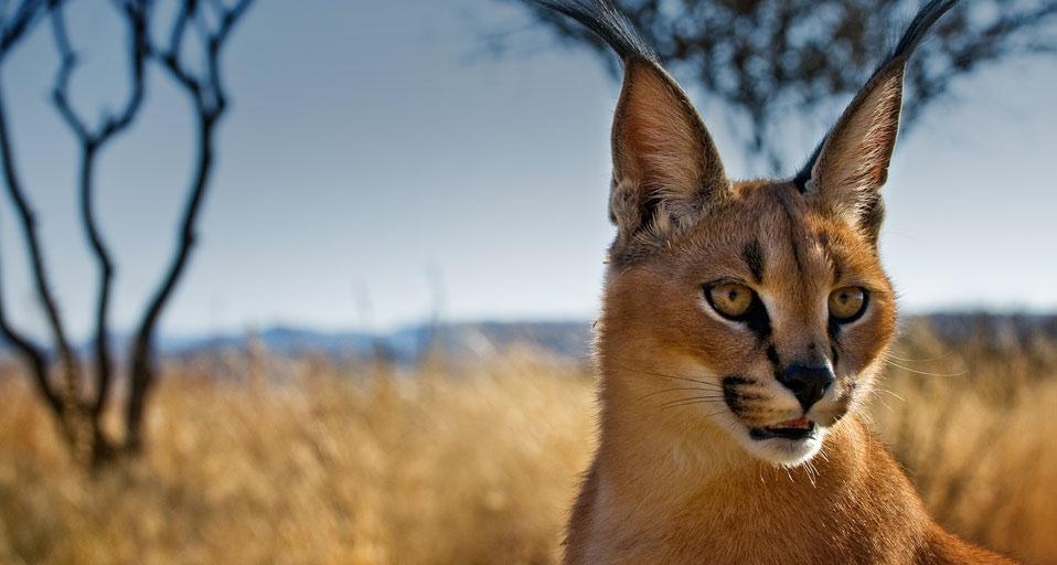 Young caracal in a wildlife sanctuary near Windhoek, Namibia (© Ignacio Palacios/Lonely Planet) &copy; (Bing Canada)