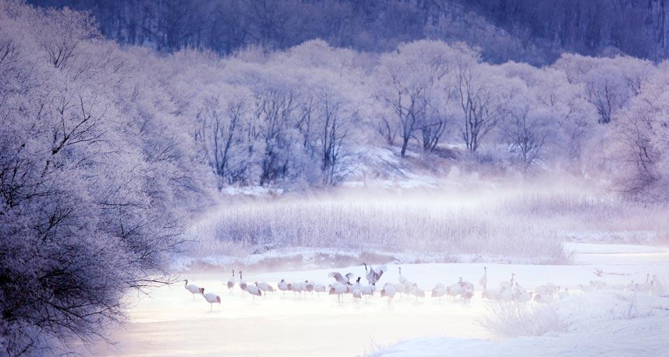 Red-crowned cranes in Kushiro-Shitsugen National Park, Hokkaido, Japan (© Frank Lukasseck/Corbis) &copy; (Bing Canada)