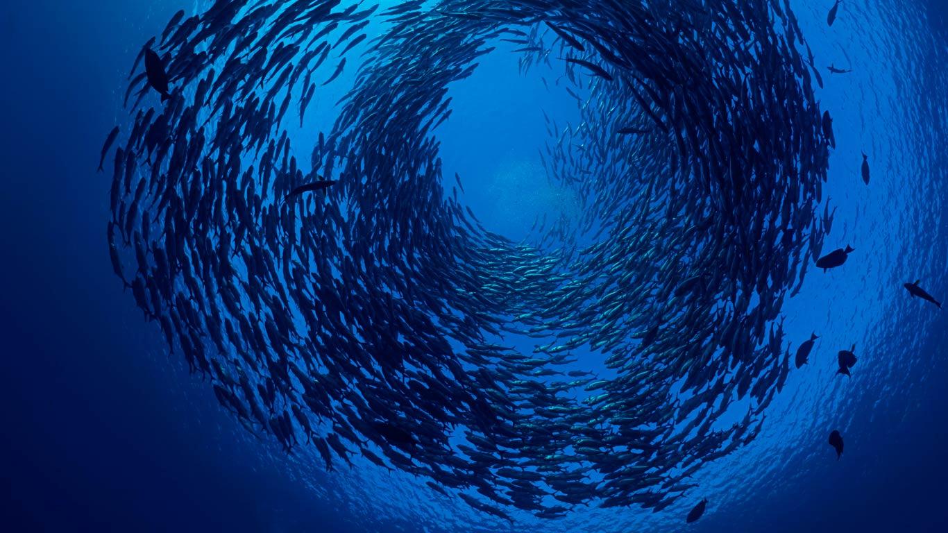 印尼巴厘岛海岸外的鱼群 (© David Fleetham/Visuals Unlimited, Inc.)(Bing China)