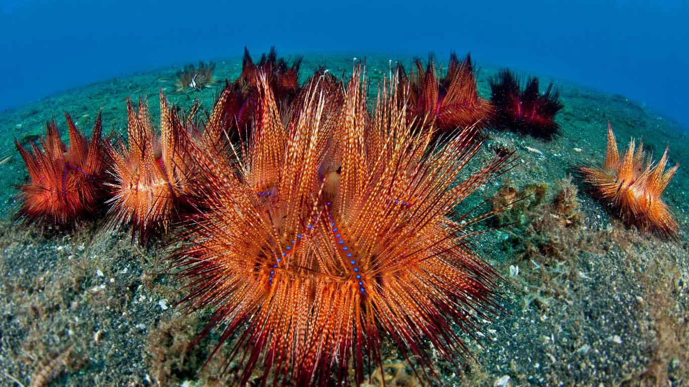 Rote Diademseeigel, Lembeh Strait, Nord-Sulawesi, Indonesien (© Jürgen Freund/NPL/Minden Pictures)(Bing Deutschland)