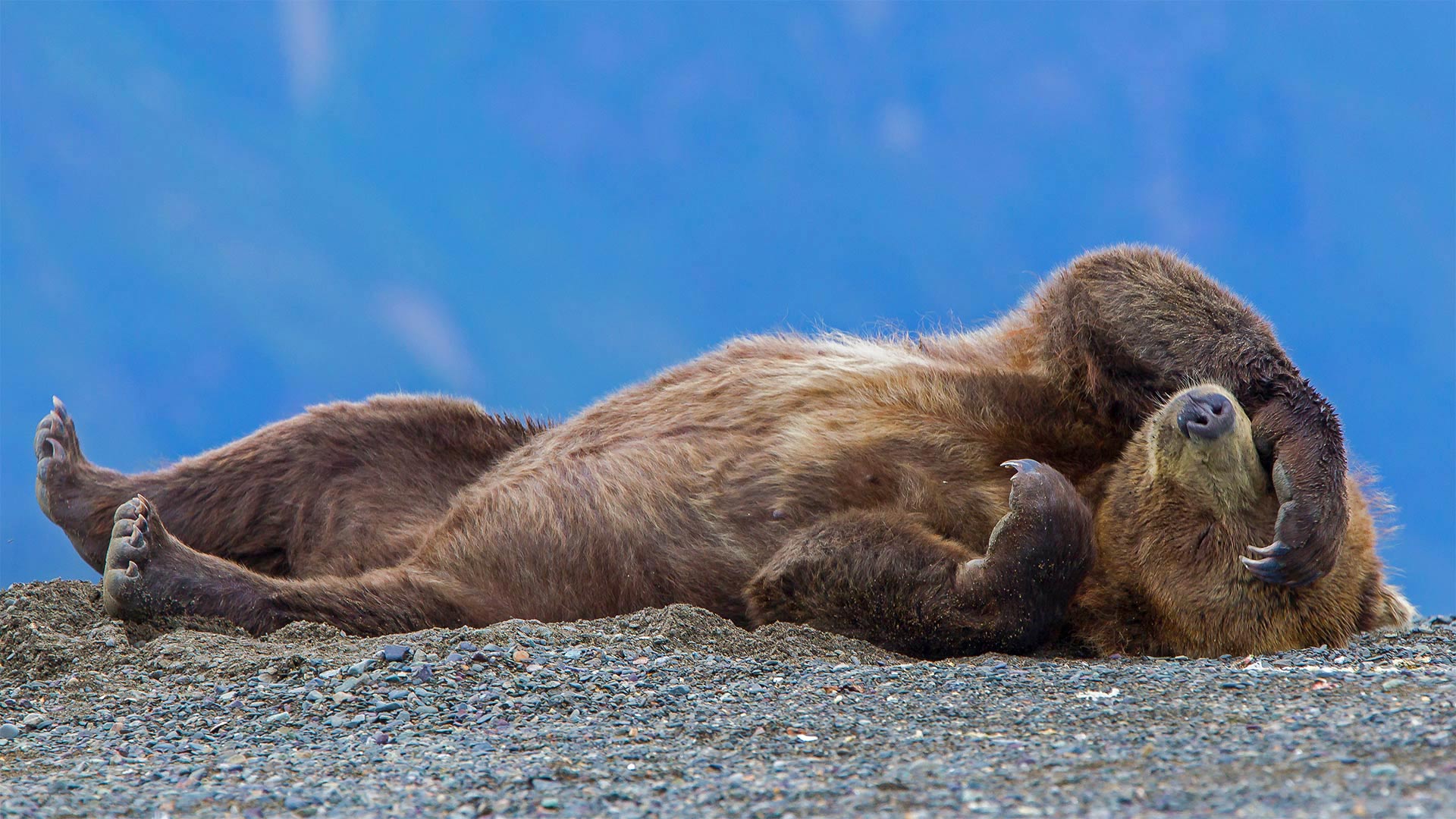 克拉克湖国家公园中一只休憩的灰熊幼崽，阿拉斯加库克湾 (© Erlend Krumsvik/Getty Images)(Bing China)