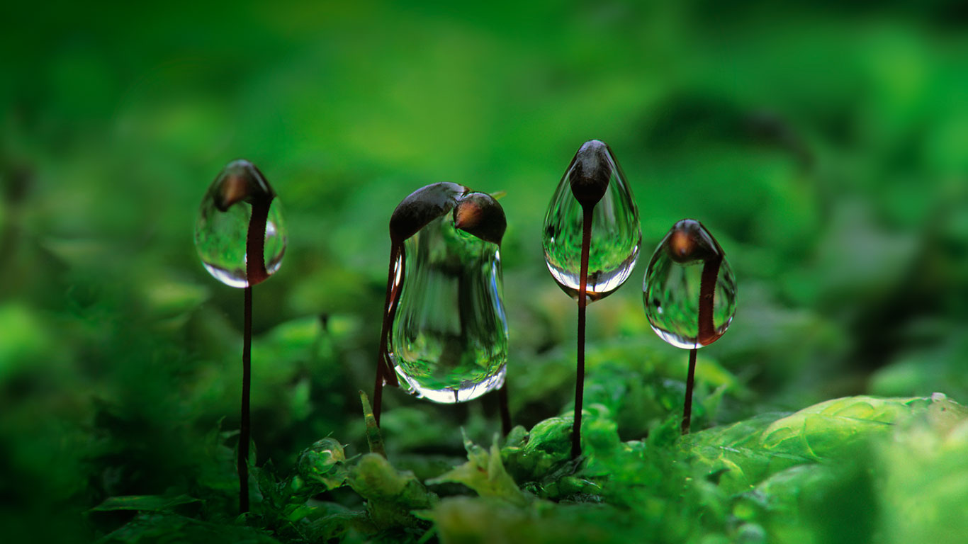 悬挂在卵叶青藓上的露水 (© Duncan Usher/Minden Pictures)(Bing China)