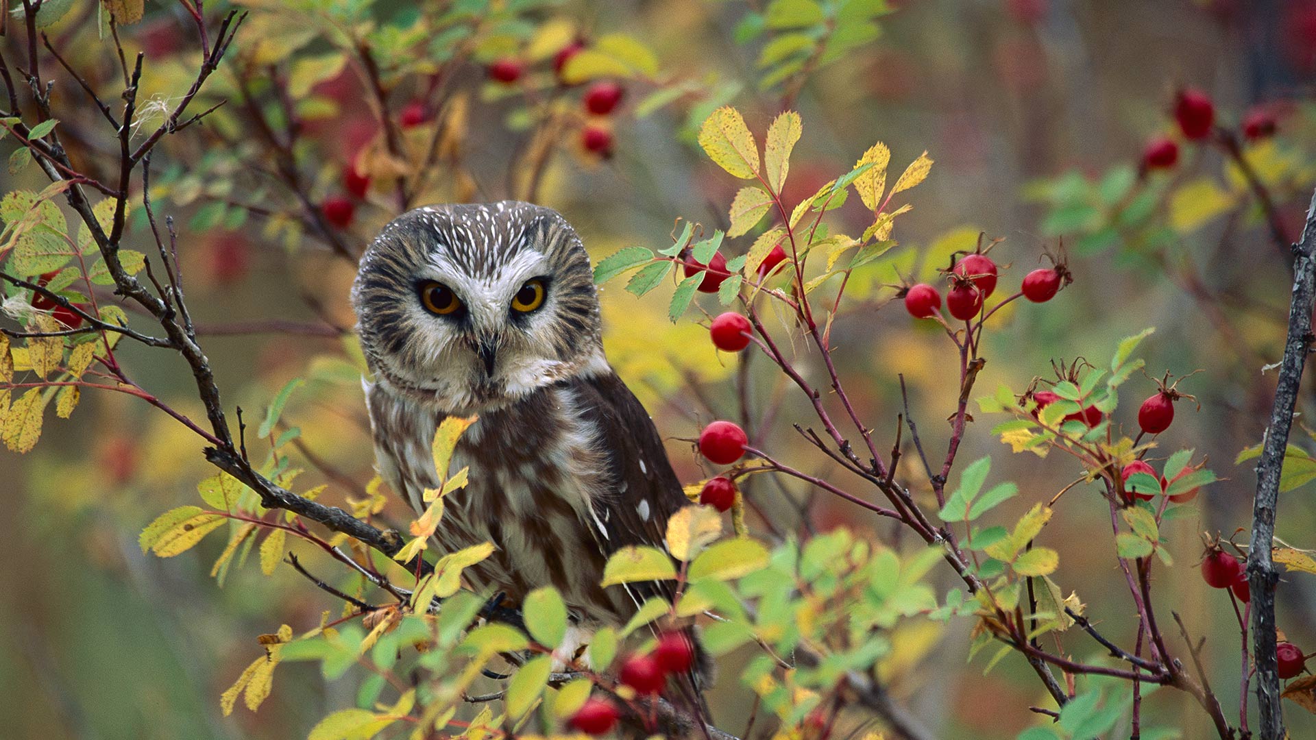 Northern Saw-whet Owl (Aegolius acadicus) perching in a wild rose bush in British Columbia (© Tim Fitzharris/Minden Pictures)(Bing Canada)