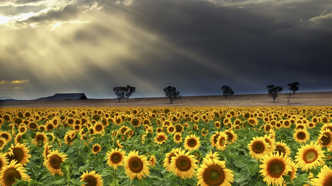 Sunflowers at Windy Station farm in Quirindi, New South Wales, Australia (© Anthony Ginman/Moment/Getty Images)(Bing New Zealand)