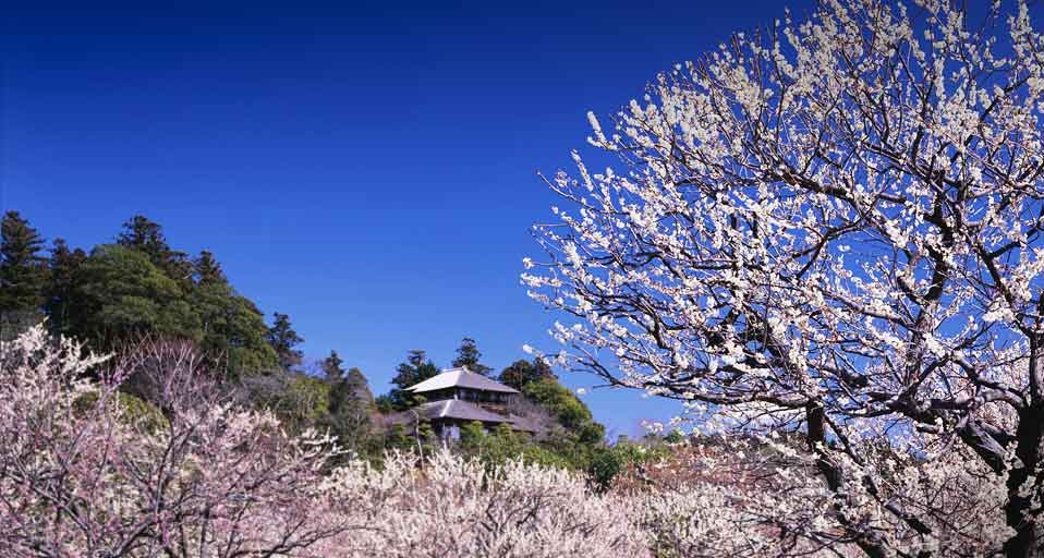 ｢偕楽園｣茨城, 水戸市 -- JTB Photo &copy; (Bing Japan)