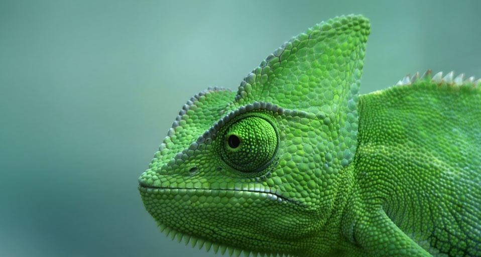 Veiled chameleon at the TerraZoo in Rheinberg, Germany (© ClipCanvas) &copy; (Bing Canada)
