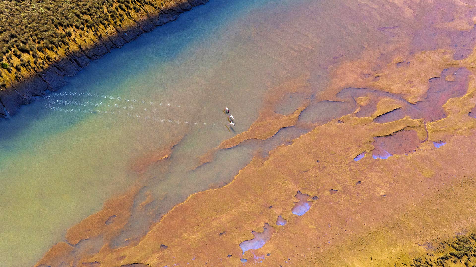 韦尔瓦奥迪尔湿地起飞的三只大红鹳，西班牙安达卢西亚 (© Óscar Díez/Minden Pictures)(Bing China)