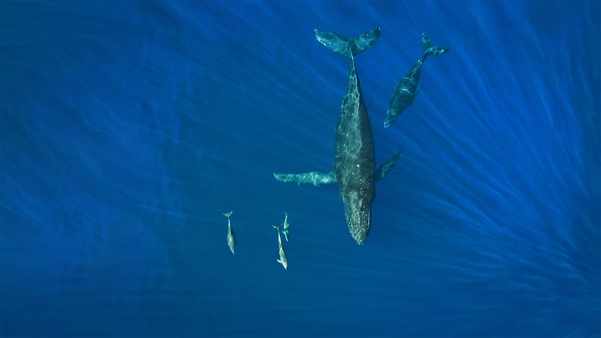 在海洋里畅游的座头鲸和海豚，美国夏威夷州 (© drewsulockcreations/Getty Images)(Bing China)