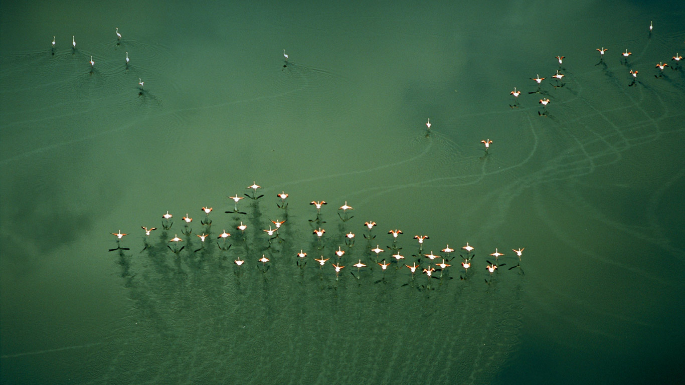 肯尼亚马加迪湖，火烈鸟起飞 (© Bobby Haas/Getty Images)(Bing China)