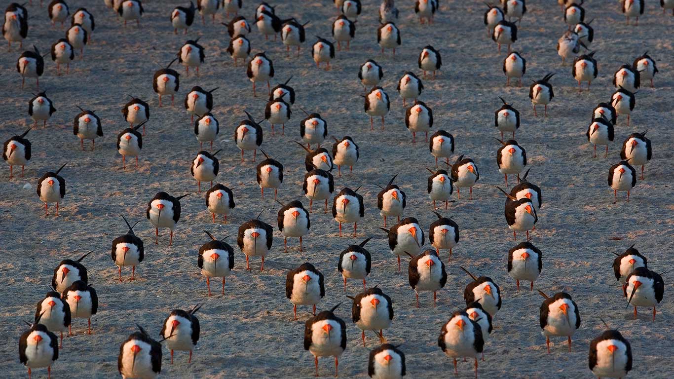 美国新泽西州，五月岬上的黑剪嘴鸥 (© Ingo Arndt/Minden Pictures)(Bing China)