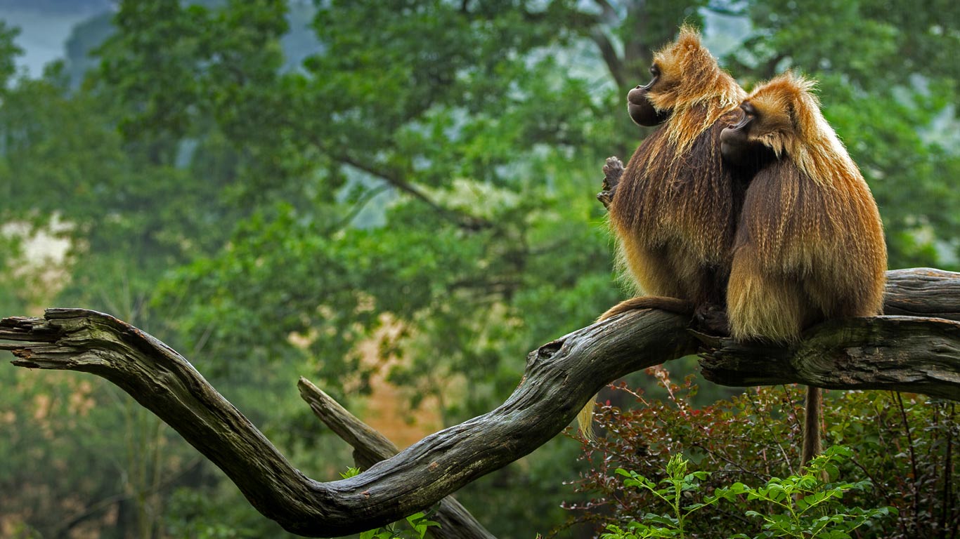 静坐着的狮尾狒 (© Pavel Blažek/500px)(Bing China)