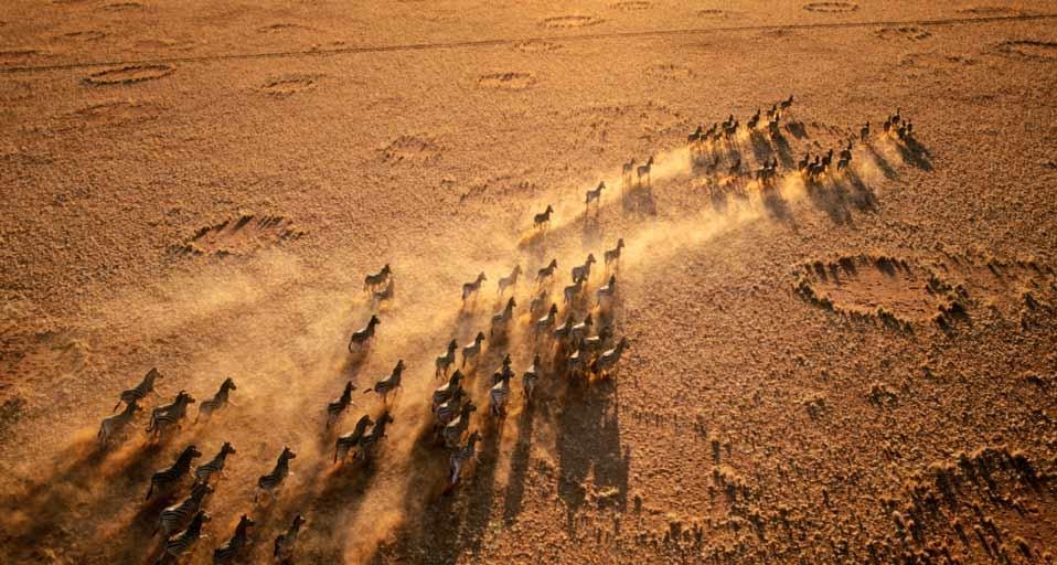 纳米比亚纳米布兰自然保护区内的斑马群 (© George Steinmetz/Corbis) &copy; (Bing China)