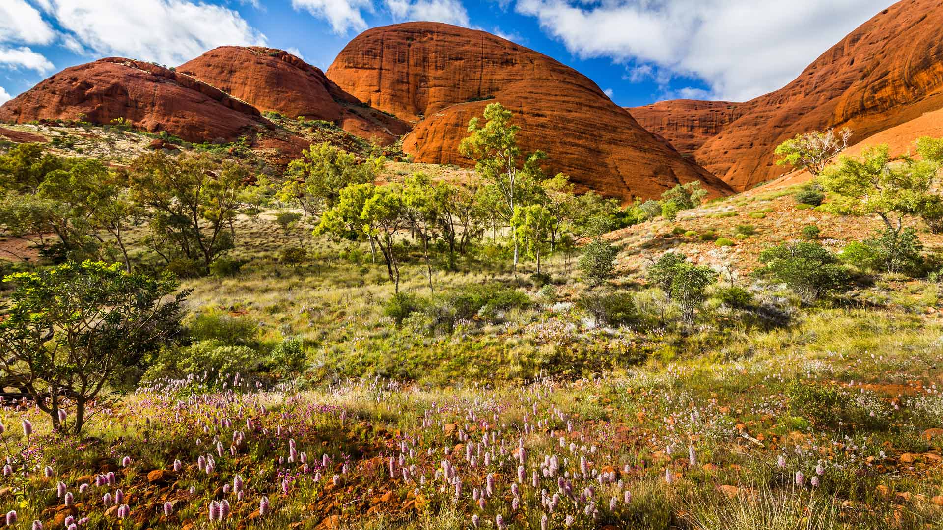Spring in Uluru-Kata Tjuta National Park, Australia (© Sabine Leuenberger/Alamy Stock Photo)(Bing Australia)