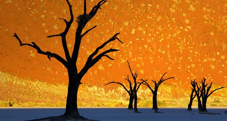 纳米比亚死亡谷内的枯树 (© Frank Krahmer/Corbis) &copy; (Bing China)
