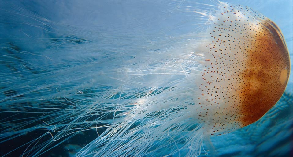 水母 -- SSC/SuperStock &copy; (Bing China)