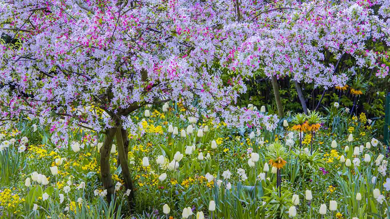 吉维尼小镇莫奈花园的春天，法国 (© Danita Delimont/Getty Images)(Bing China)