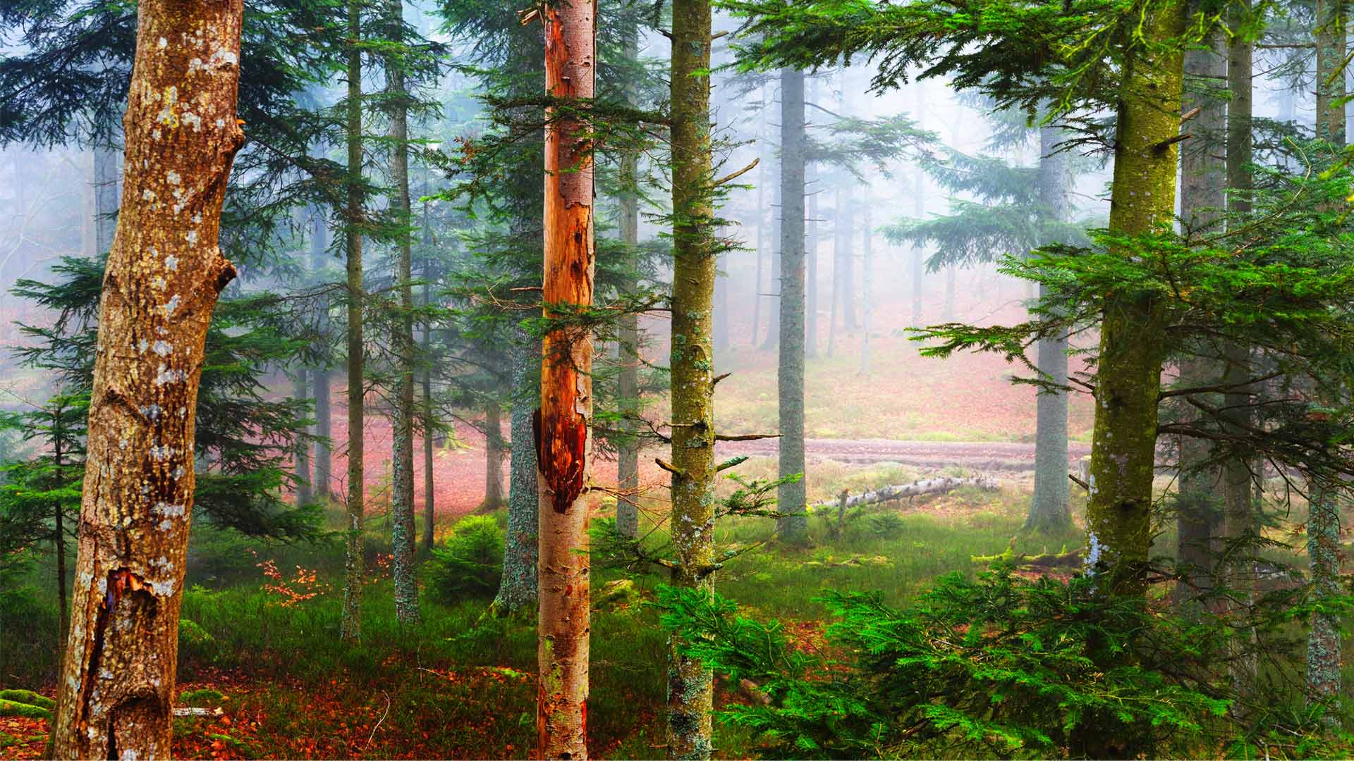 L’automne dans une forêt de pins, Les Vosges, France (© alekseystemmer/iStock/Getty Images Plus)(Bing France)