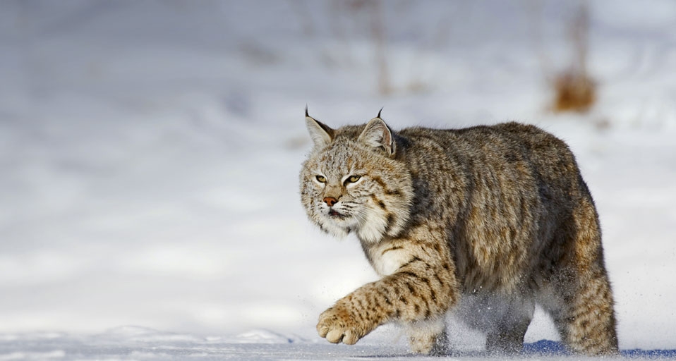 美国蒙大拿州的山猫 -- imagebroker RF/Photolibrary &copy; (Bing China)