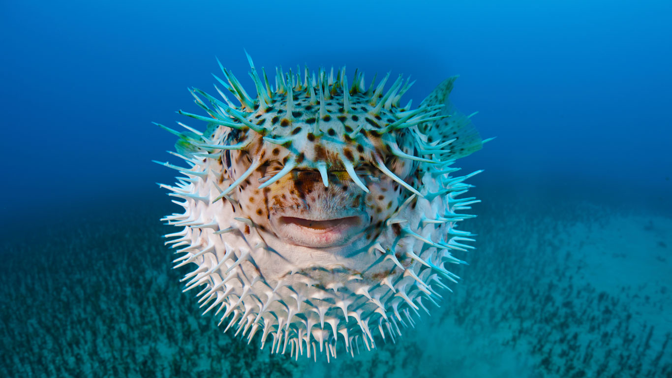 Spot-fin porcupinefish near Hawaii (© David Fleetham/Visuals Unlimited, Inc.)(Bing Canada)