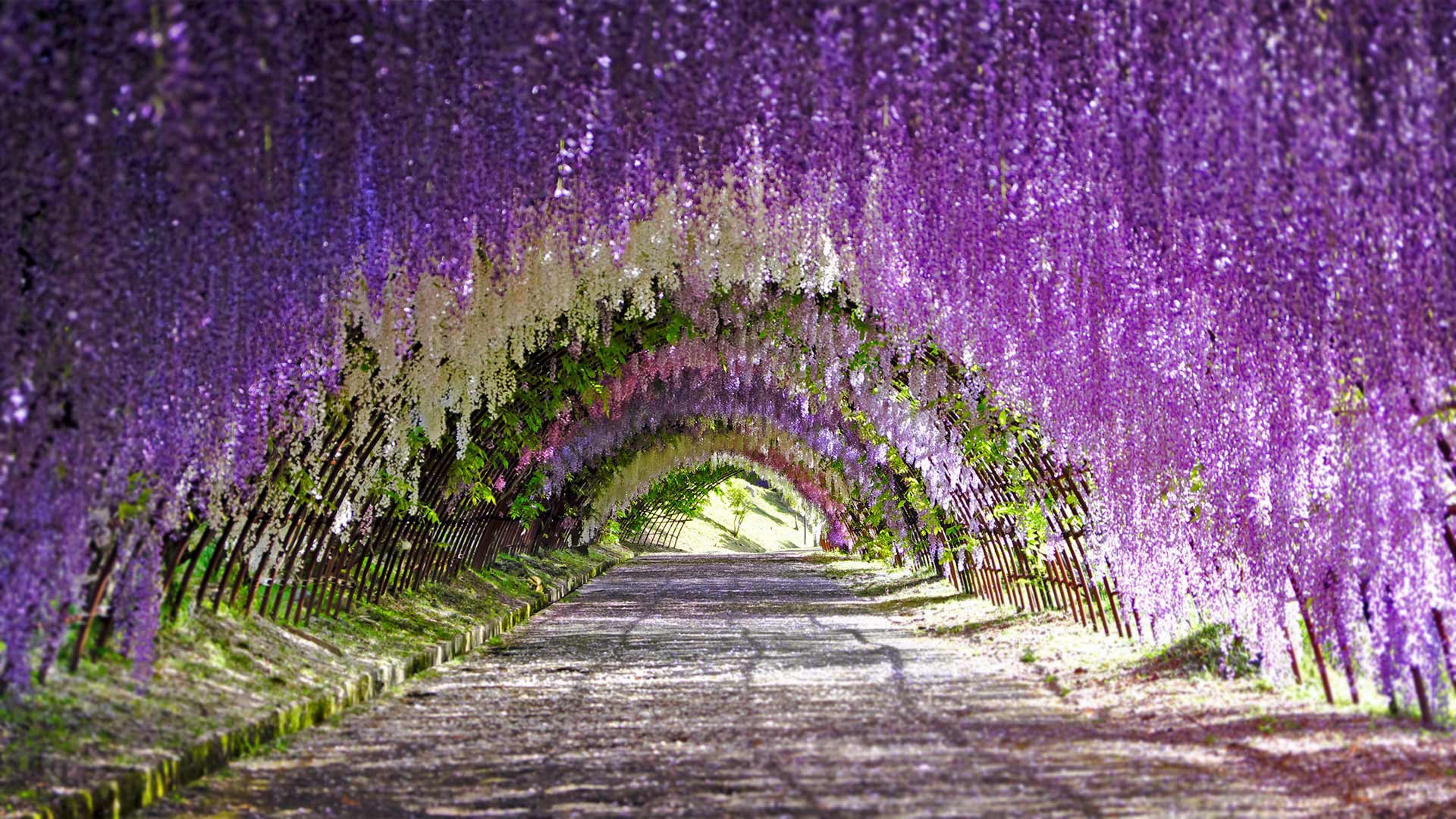Wisteria blooms at Kawachi Fuji Gardens in Kitakyushu, Japan (© Wibowo Rusli/Alamy)(Bing Canada)