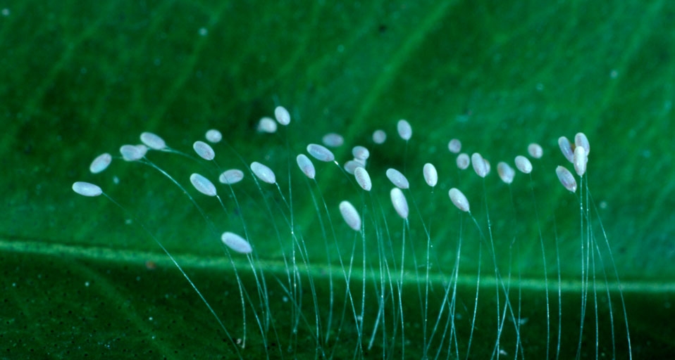 Green lacewing eggs -- Charles Melton/Visuals Unlimited &copy; (Bing Canada)