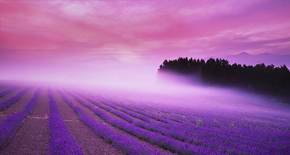 ｢ラベンダー畑｣北海道, 中富良野 -- Japan Travel Bureau/Photolibrary &copy; (Bing Japan)