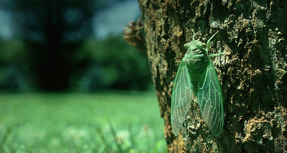 夏蝉 -- Mike Price/Oxford Scientific (OSF)/Photolibrary &copy; (Bing China)