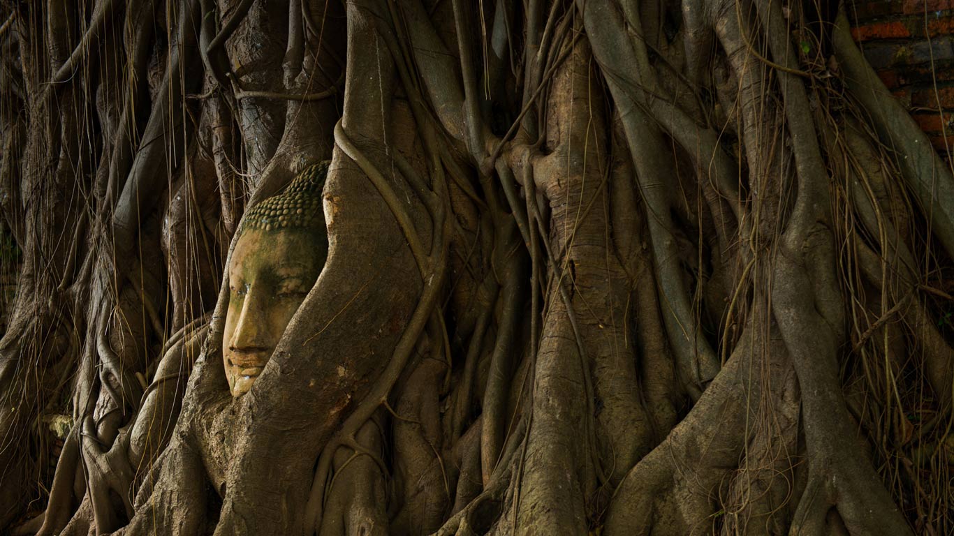 阿瑜陀耶城内的“树中佛像”，泰国 (© Garret Suhrie/Tandem Stills + Motion)(Bing China)
