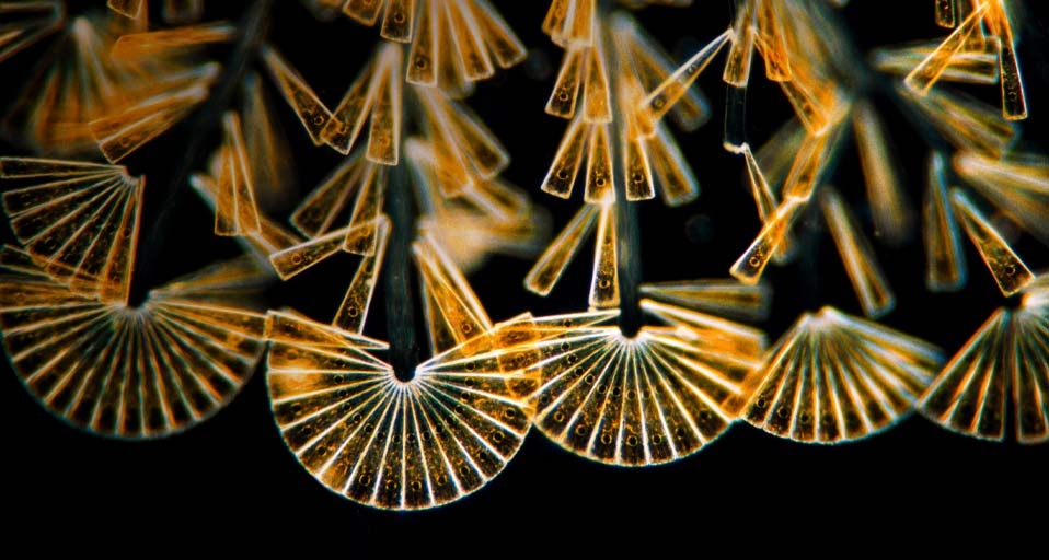 Licmophora flabellata, a type of sessile diatom, at a magnification of 100 (© Wim van Egmond /Corbis) &copy; (Bing Canada)