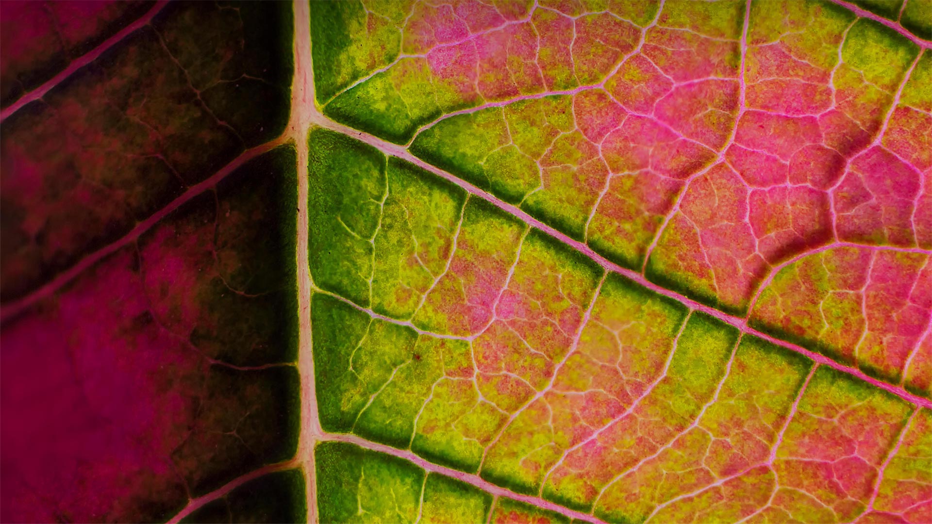 一品红叶子特写 (© Charles Floyd/Alamy)(Bing China)