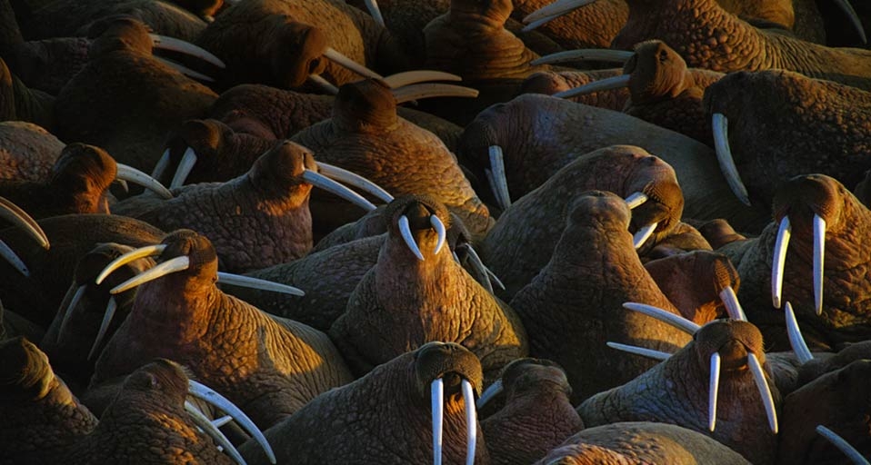海象群 -- Joel Sartore/Photolibrary &copy; (Bing China)
