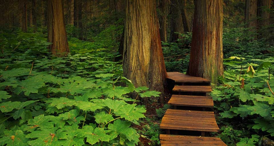 ｢レベルストーク山国立公園｣カナダ, ブリティッシュコロンビア -- Darwin Wiggett/age fotostock &copy; (Bing Japan)