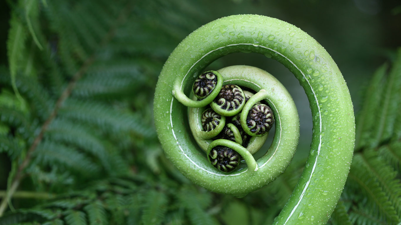 Silver fern frond, New Zealand (© Alkalyne/Getty Images)(Bing Canada)