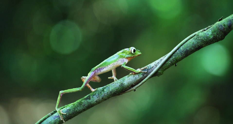 White-lined leaf frog walking on branch at Manu National Park, Cruz de Mayo, Madre de Dios, Peru (© Frans Lemmens/Getty Images) &copy; (Bing Canada)
