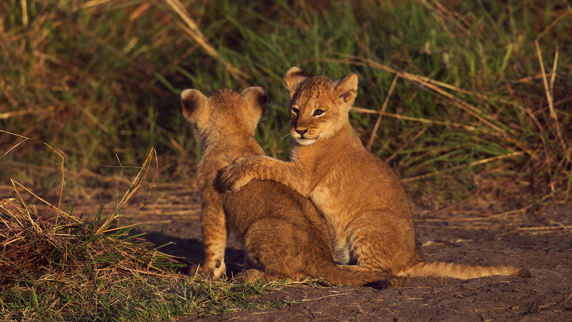 Deux lionceaux dans la réserve nationale du Masai Mara au Kenya (© Anup Shah/Minden)(Bing France)